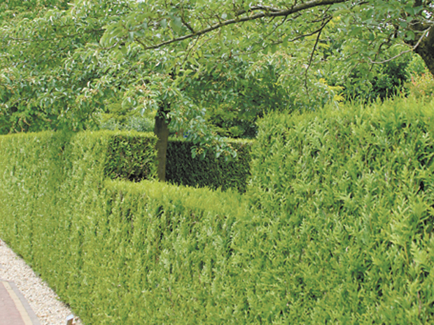 Ад За Зеленой Изгородью Ад За Зеленой Изгородью